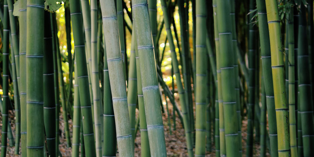 Why we believe in bamboo