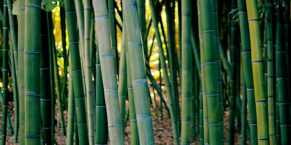 Why we believe in bamboo